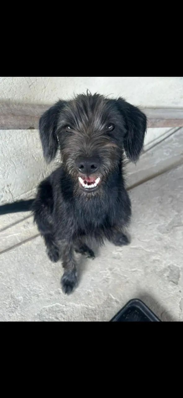 Doação de cachorro
