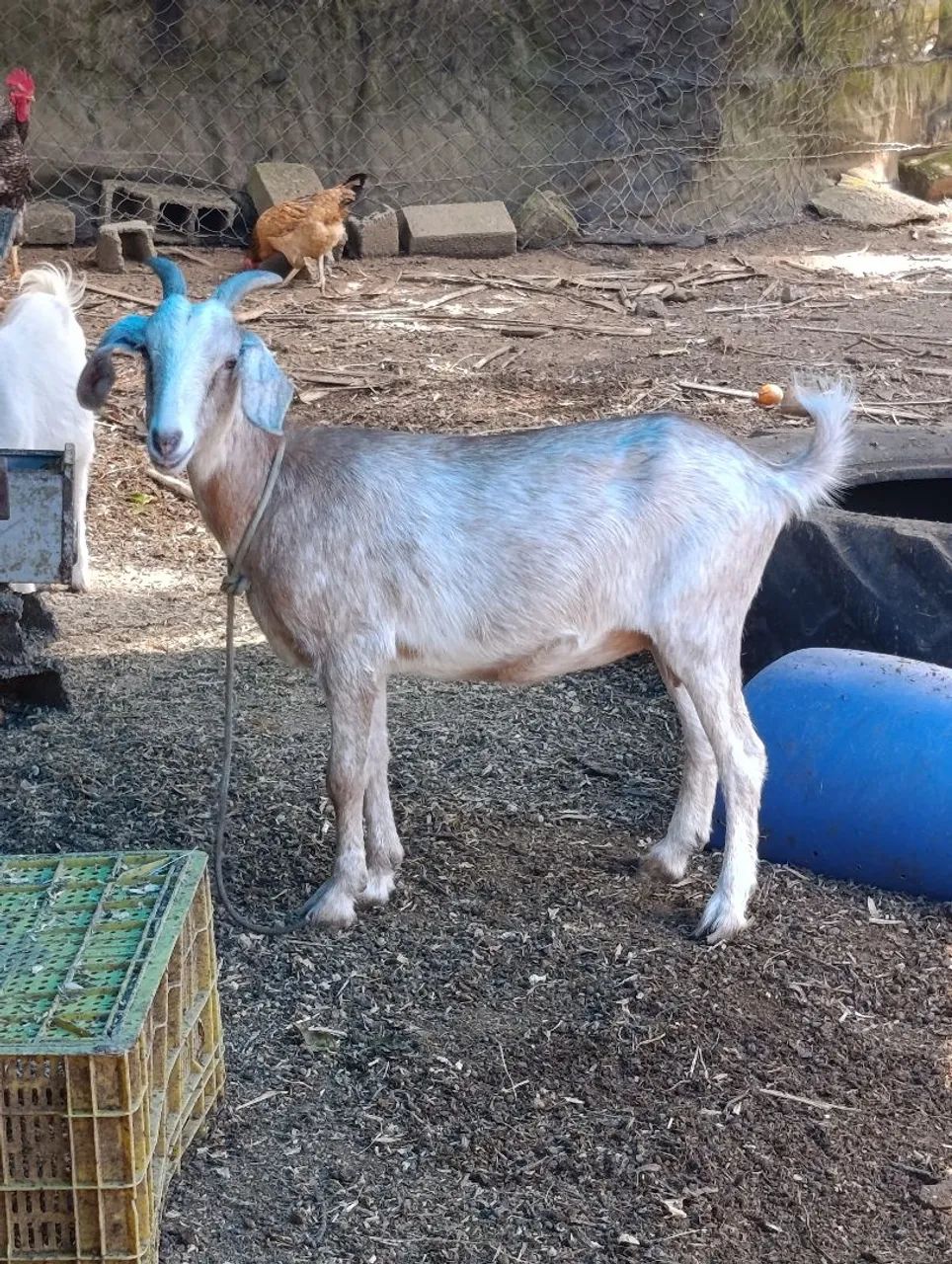 Cabra, cabrito  - Foto 3