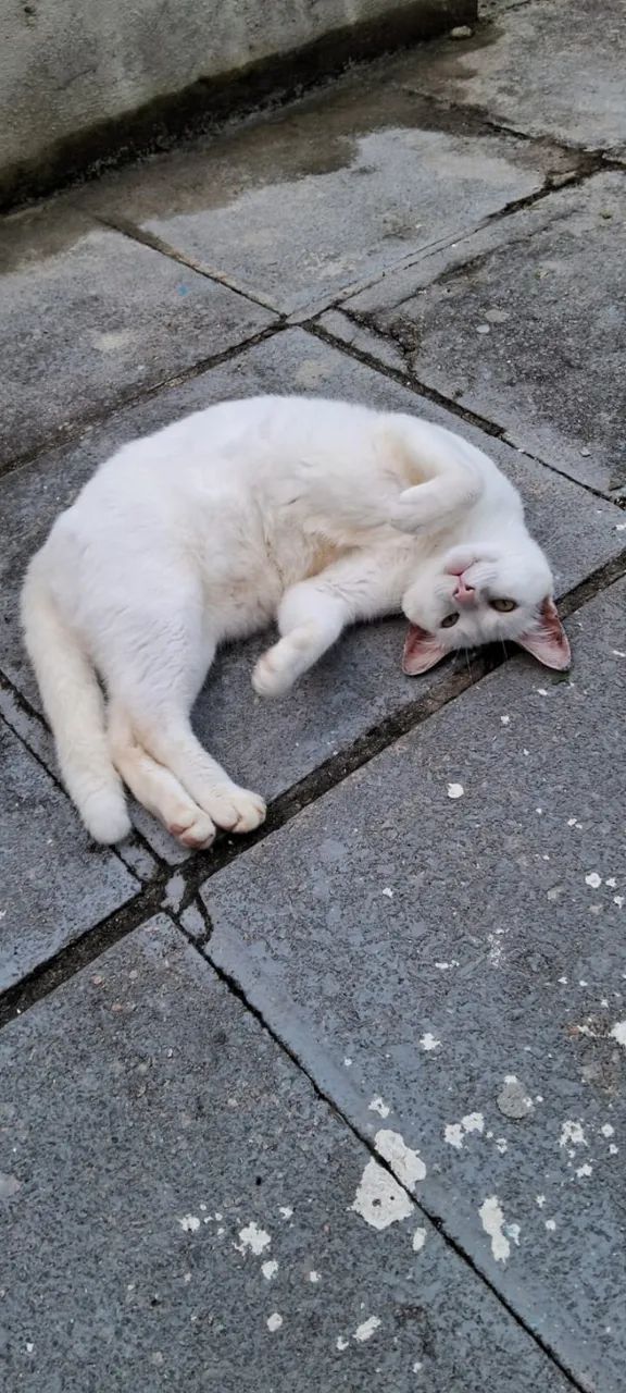Gato Castrado ADOÇÃO