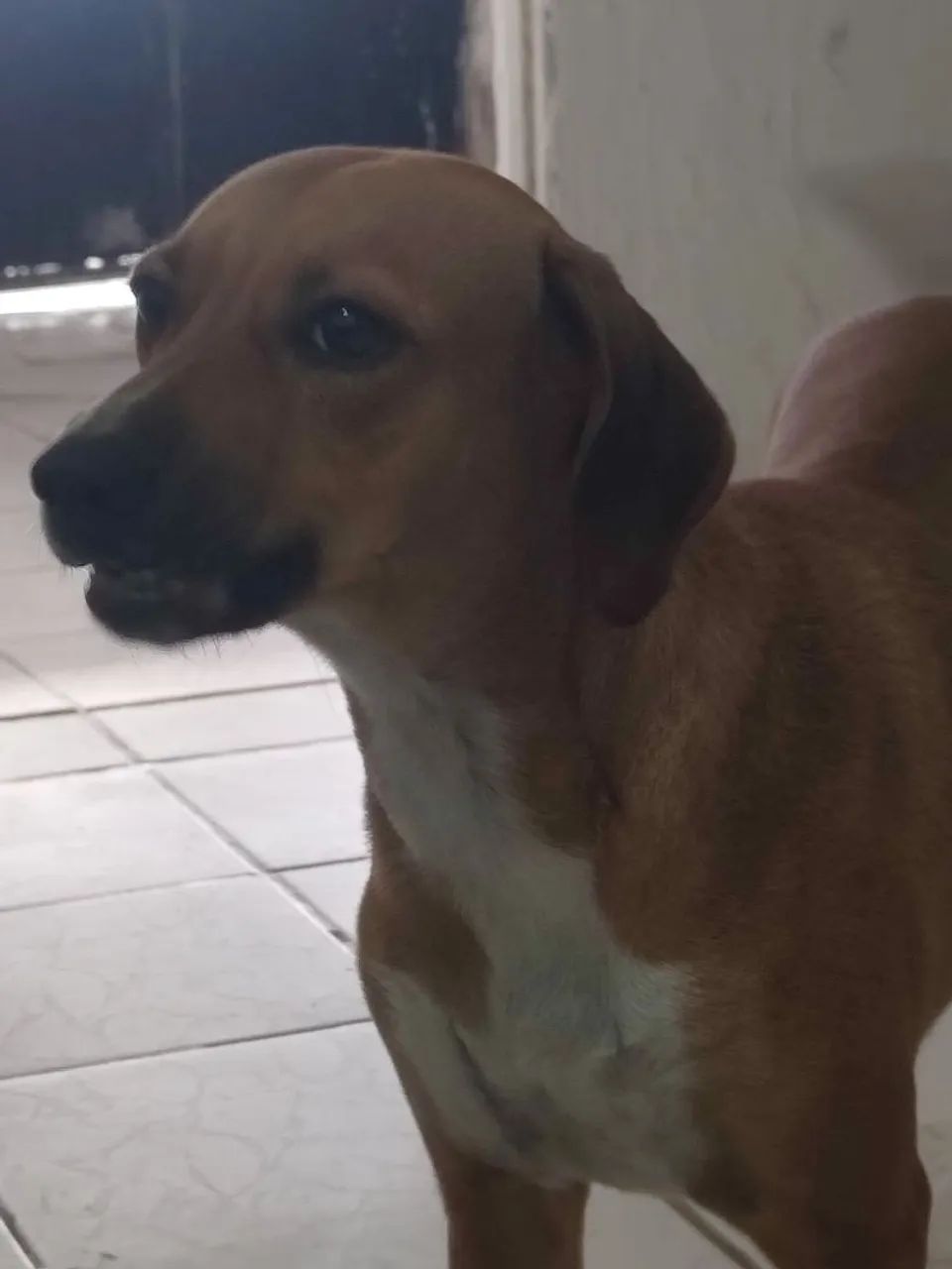 Doação de um cachorrinha  - Foto 2