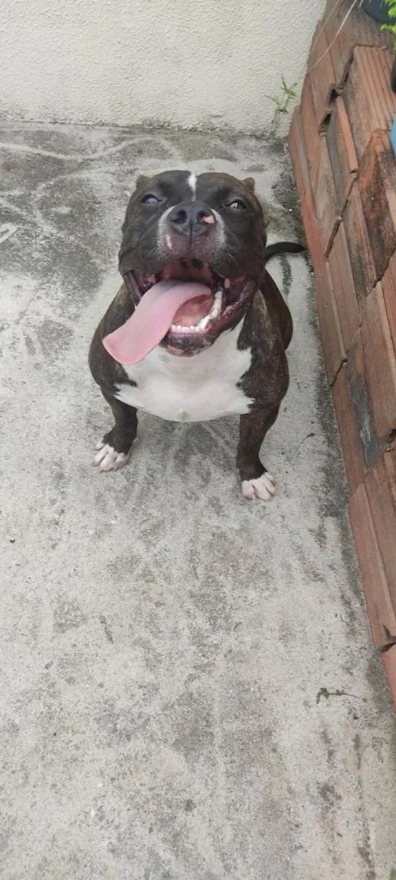 American Bully com Pit Monster  - Foto 2