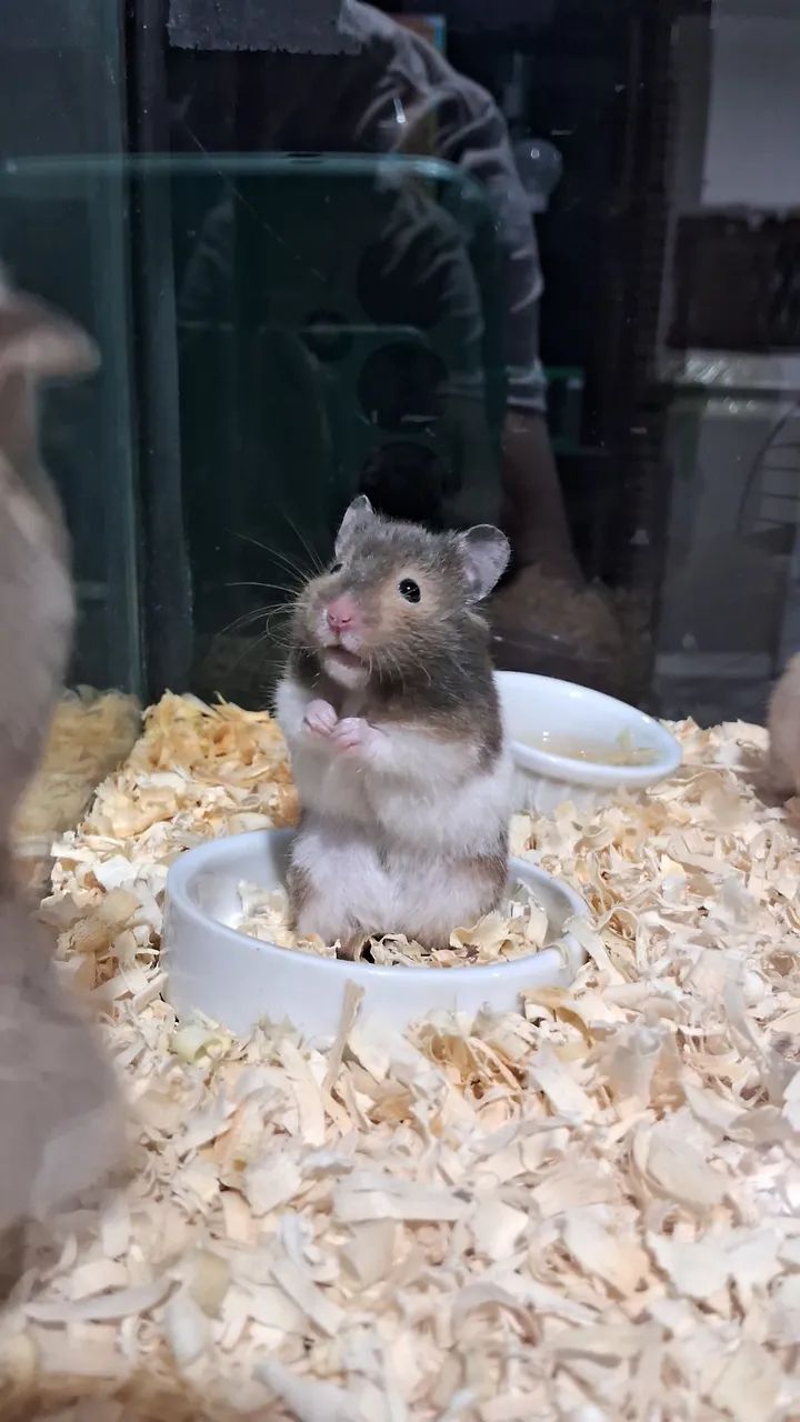 Hamster Sírios  - Foto 5