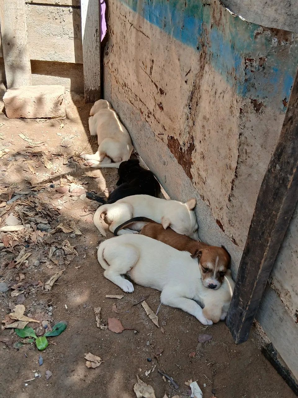 Doação de filhotes de cachorro 