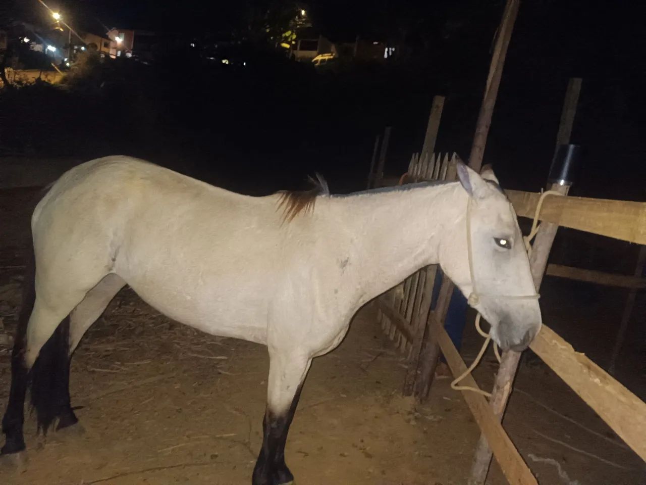 Cavalo  - Foto 3