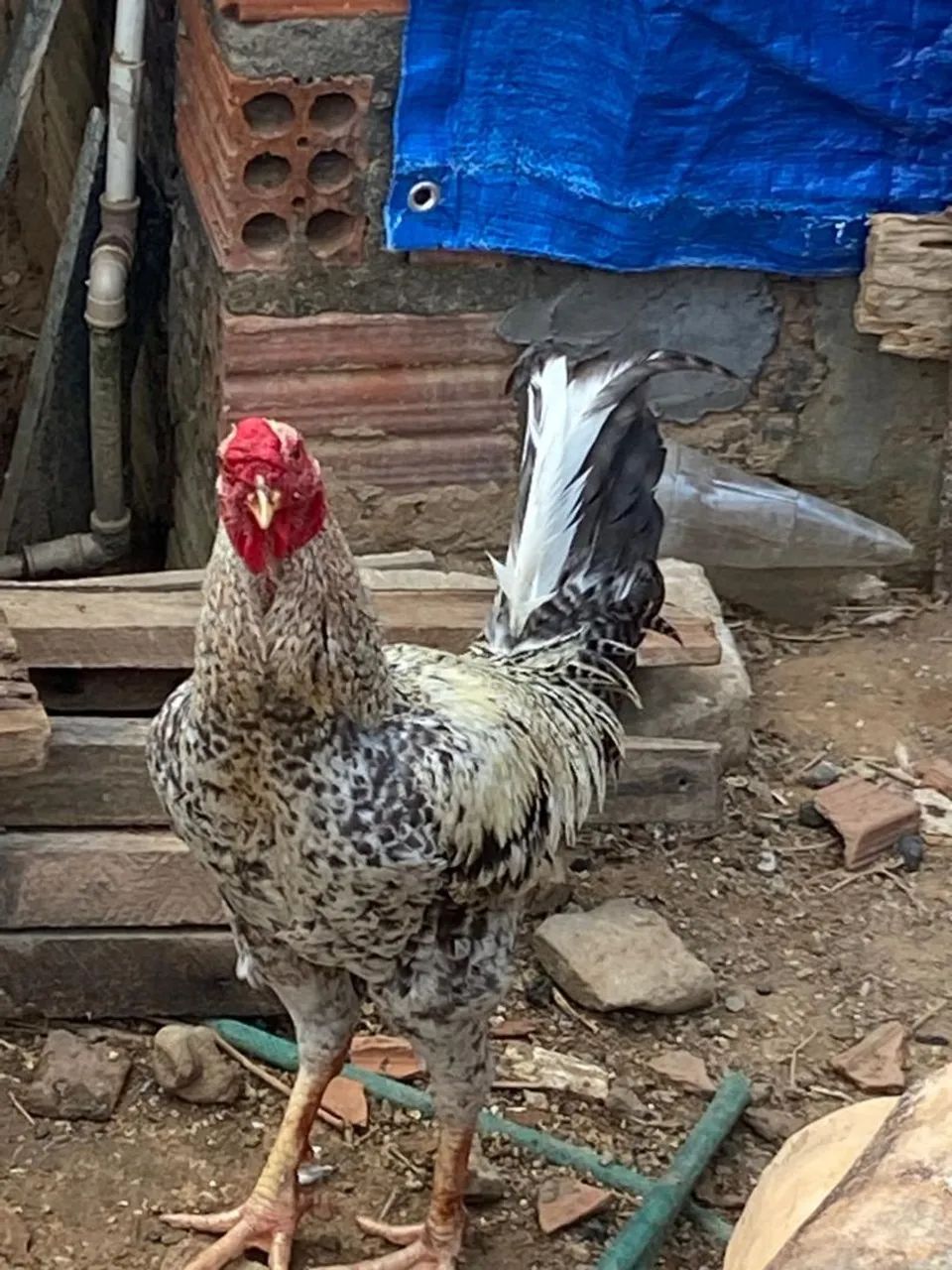 Galo