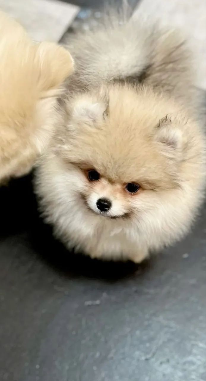 Lulu da pomerania anão macho com pedigree para cruza 