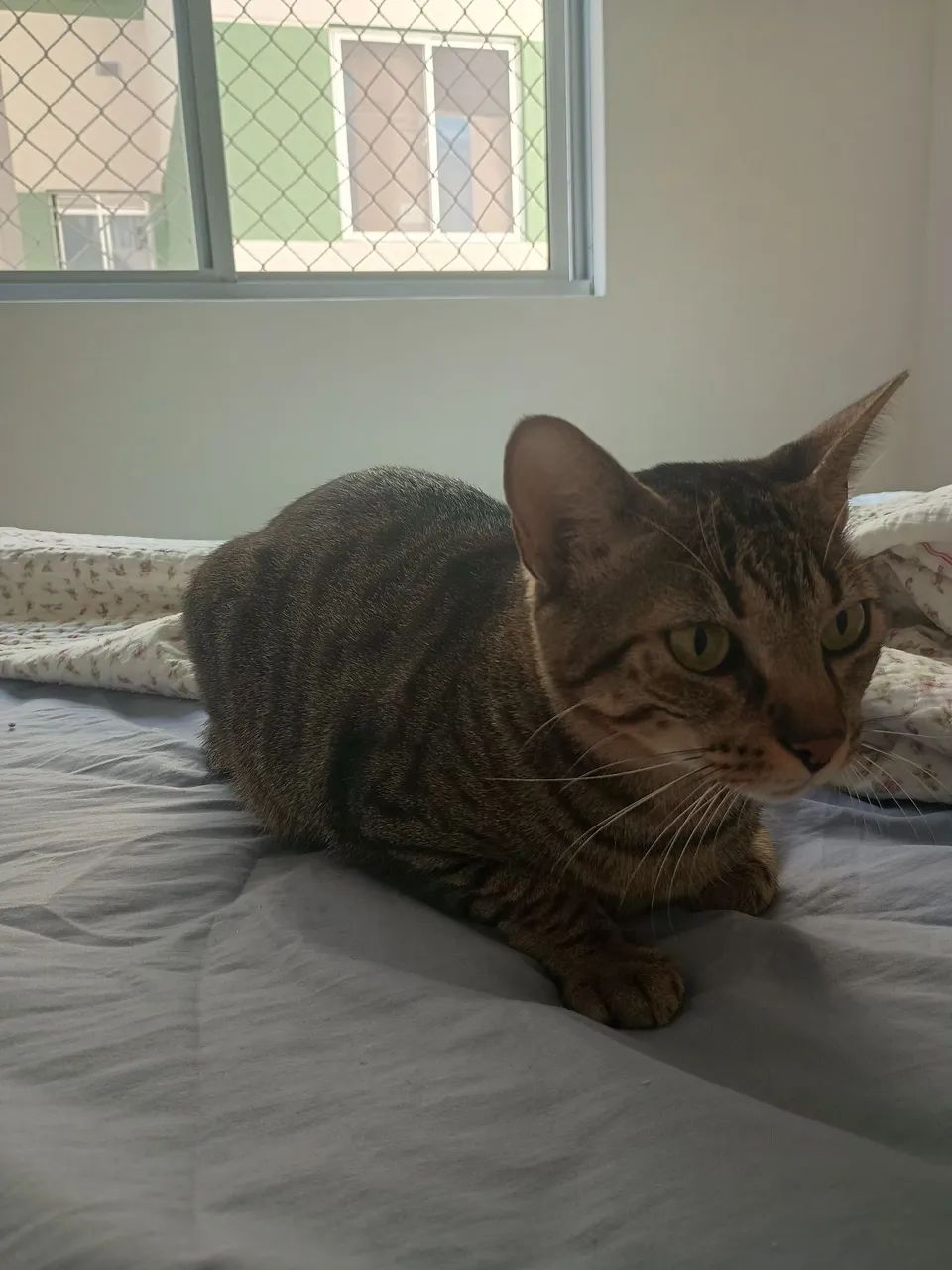 Gato Tigrado