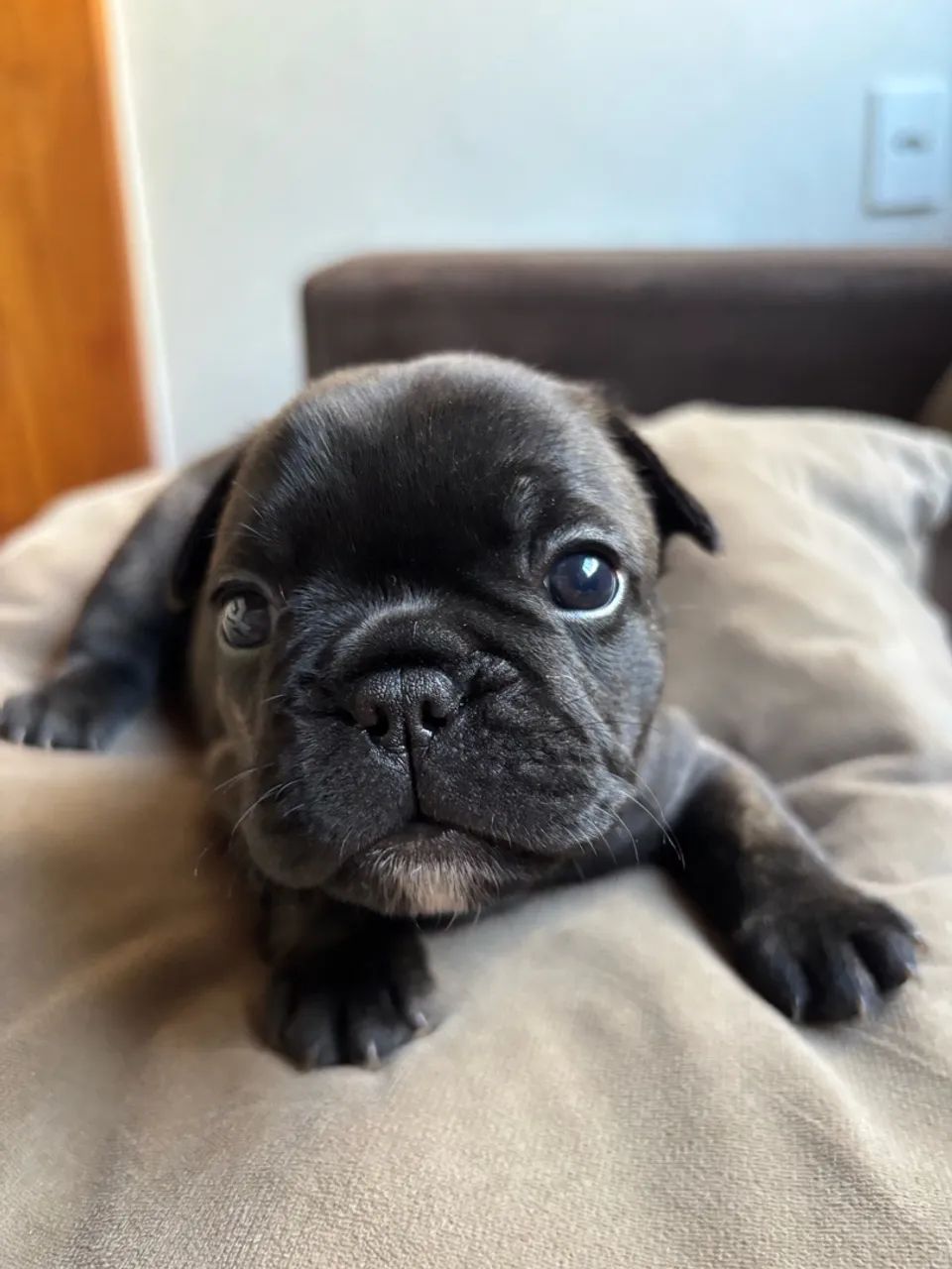 Buldogue francês 