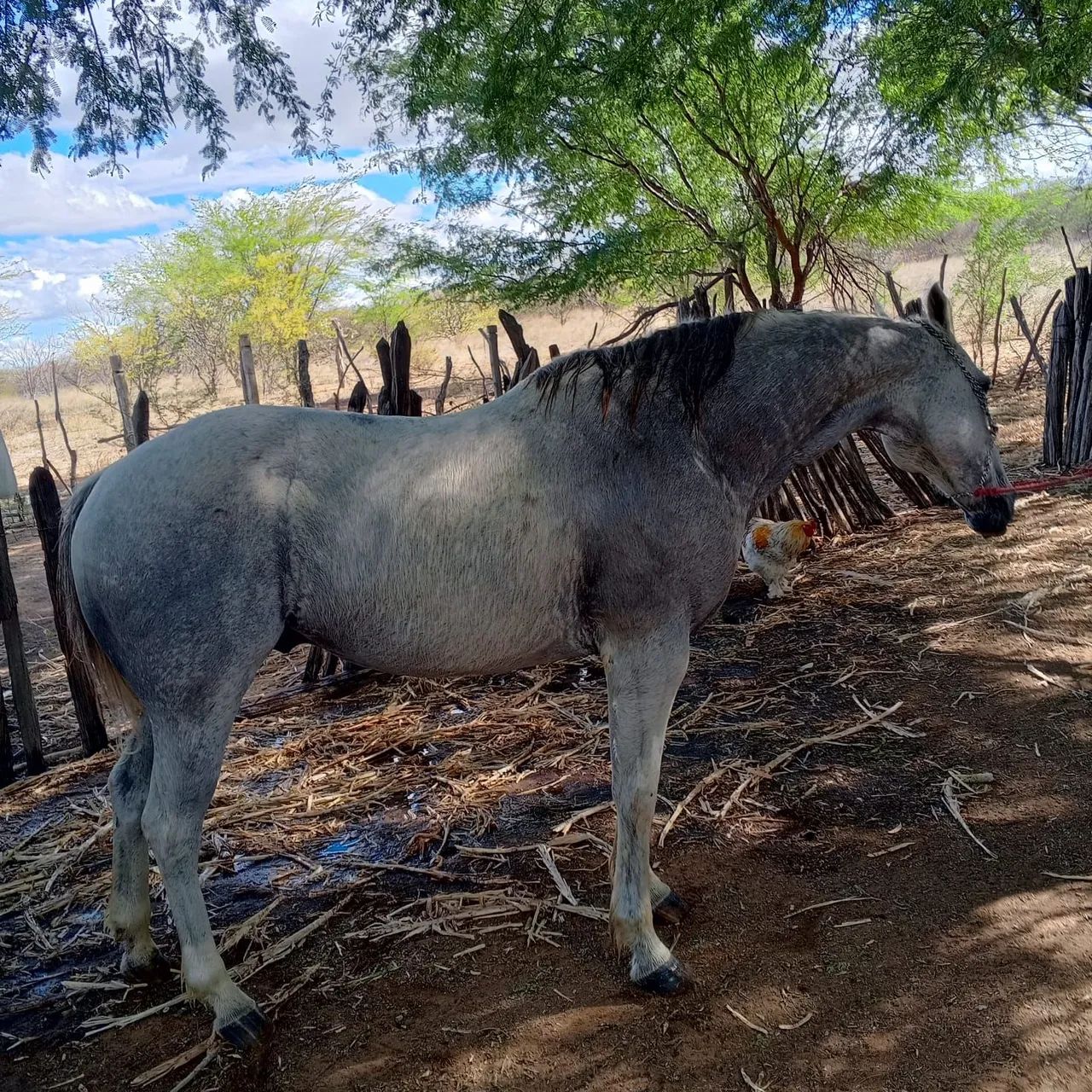Cavalo 1/2 sangue Quarto de Milha - Foto 2