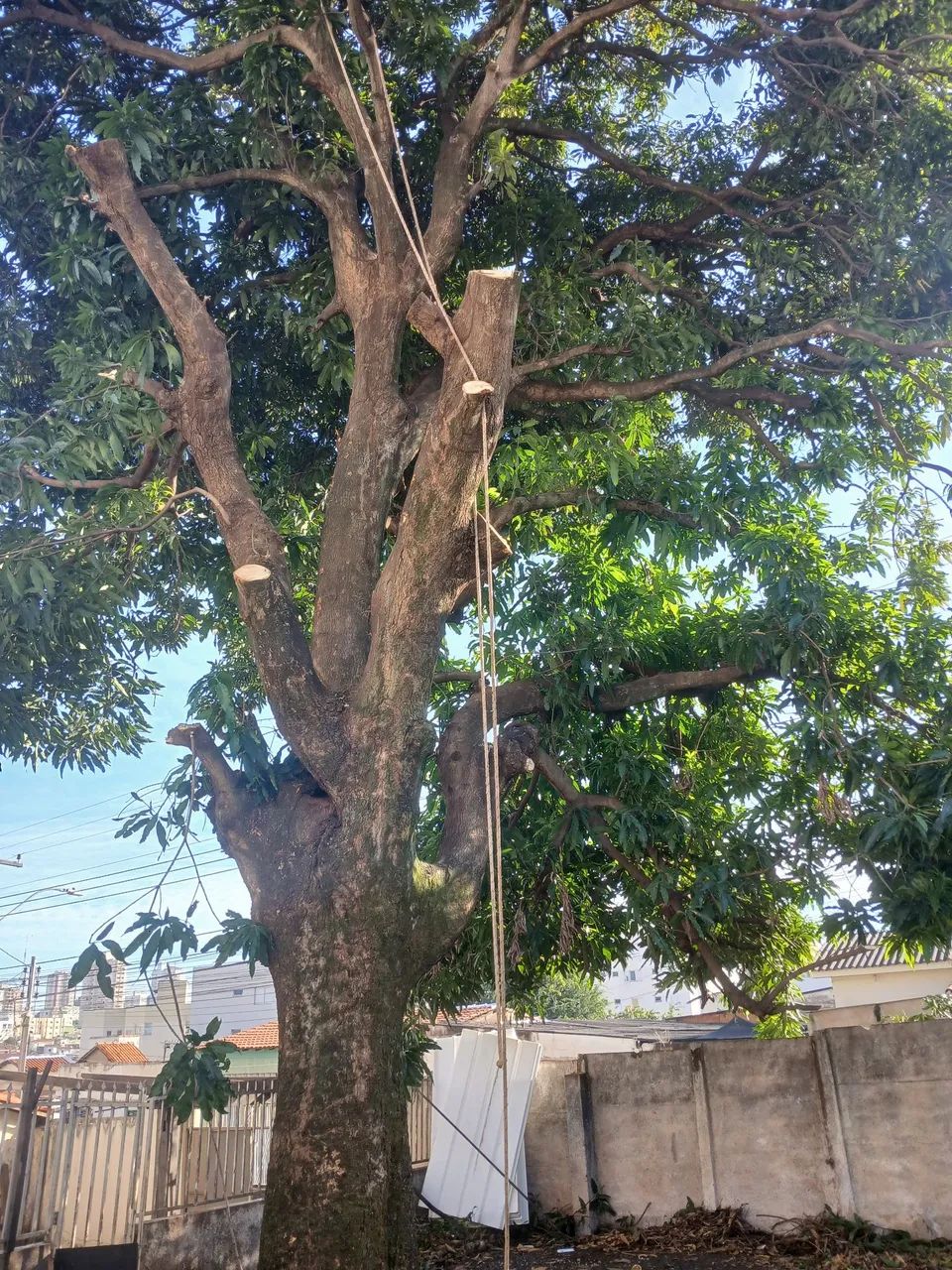 Jardineiro 