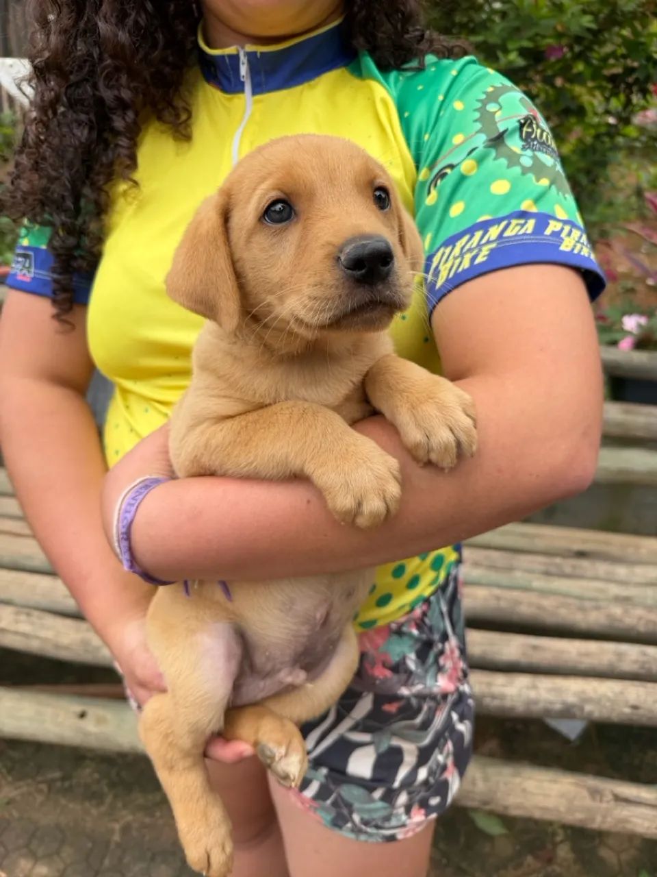 Filhote de golden com labrador  - Foto 3
