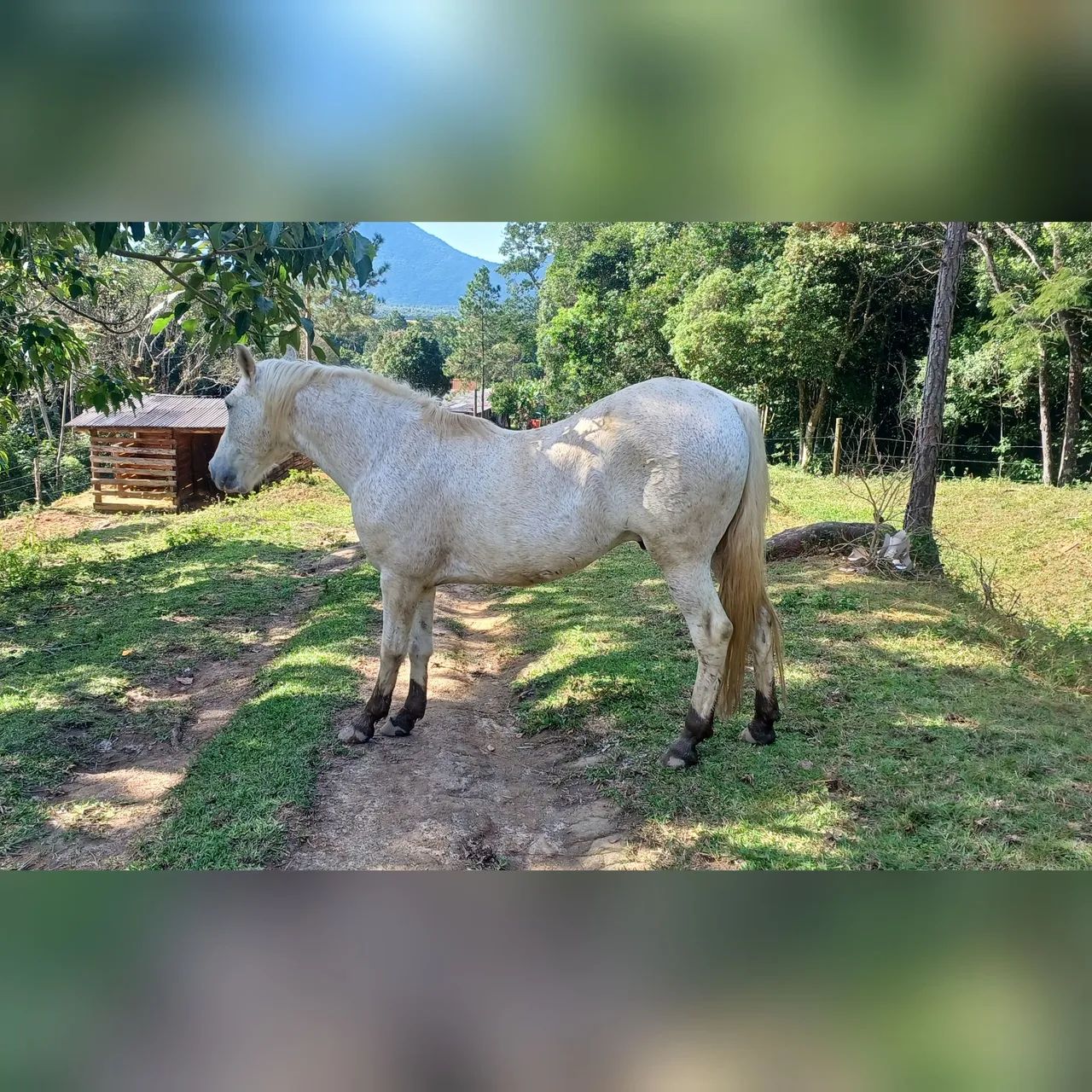 Cavalo  - Foto 3