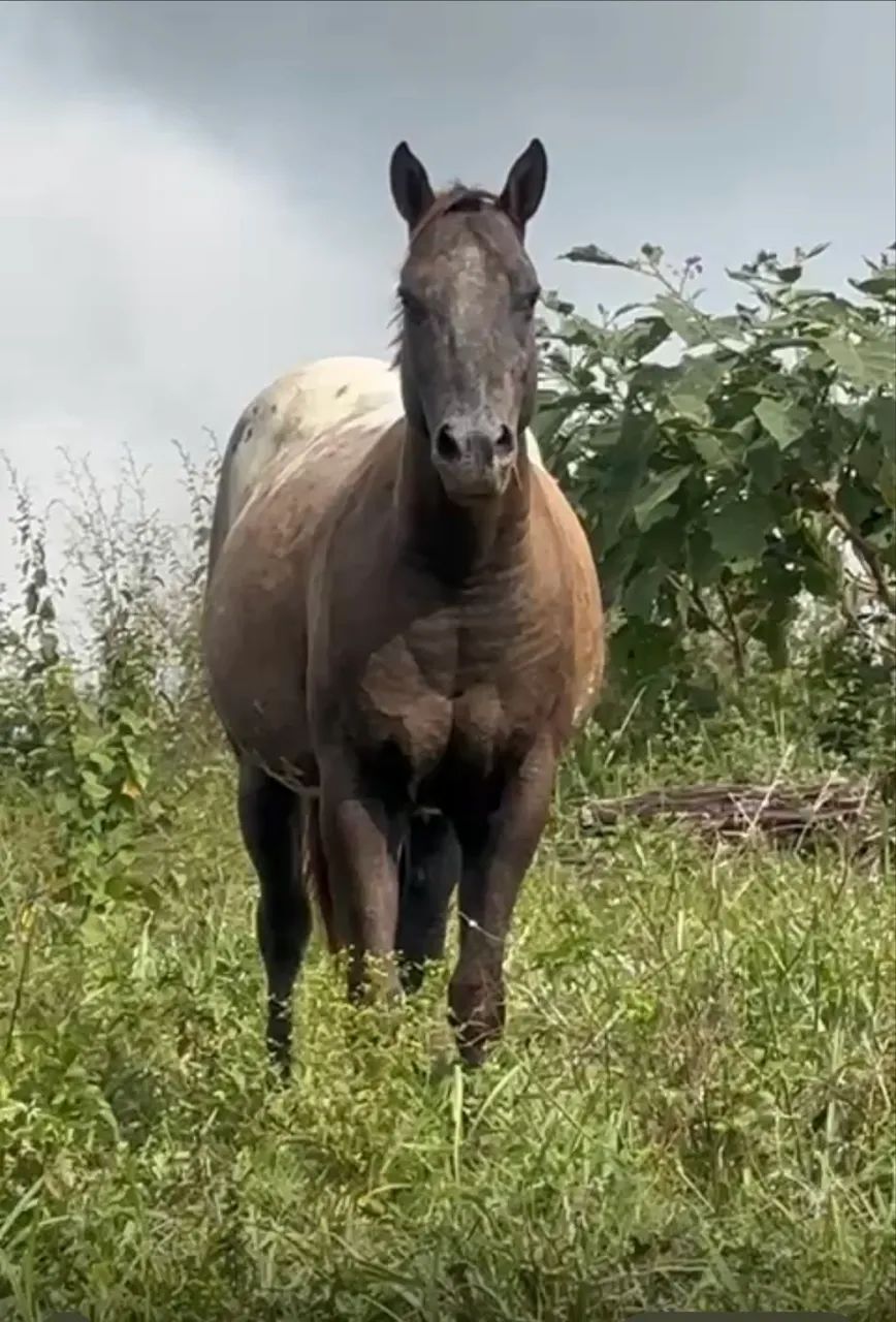 VENDO POTRA APPALOOSA - Foto 4