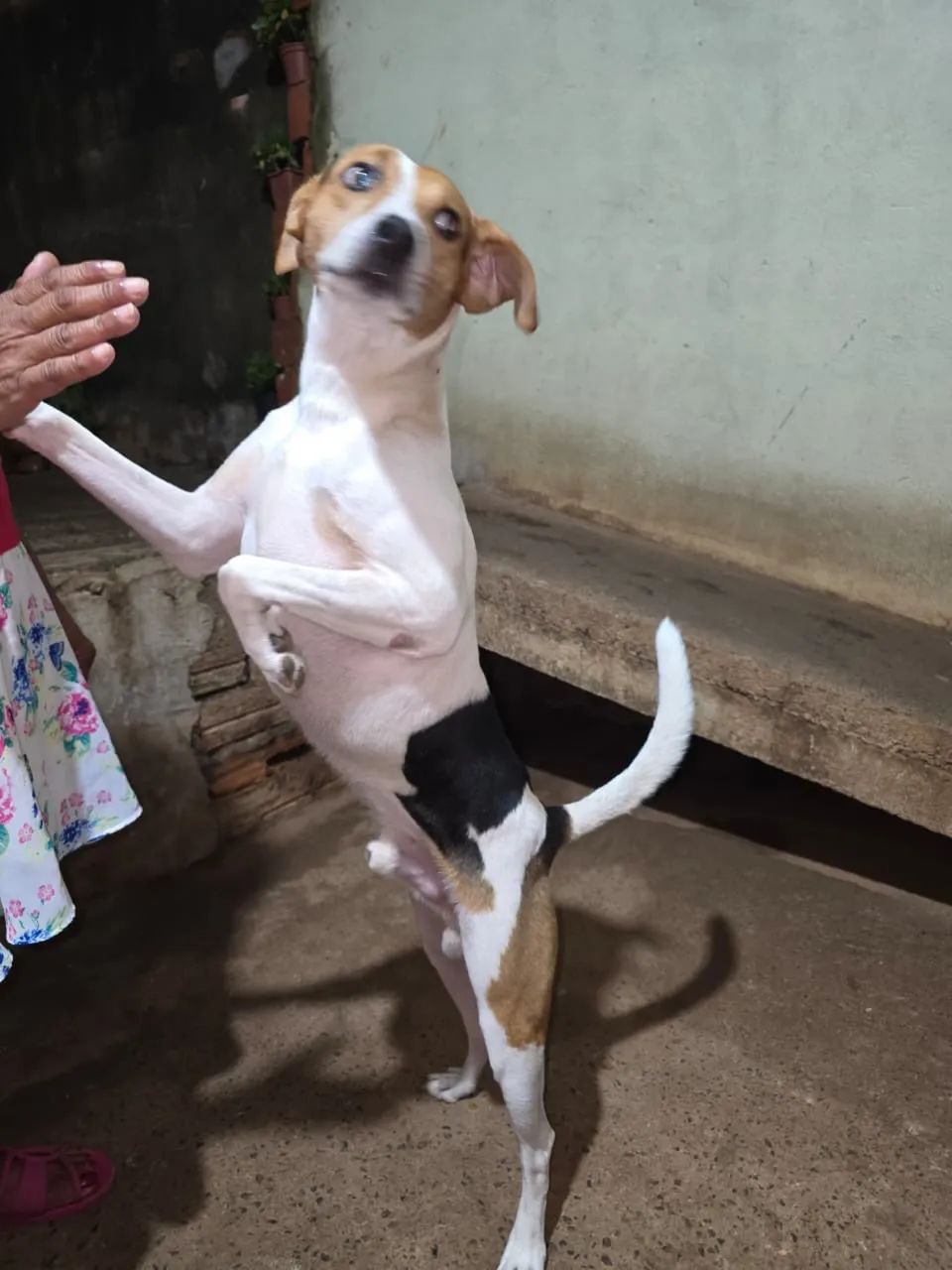Doação de cachorro médio porte 