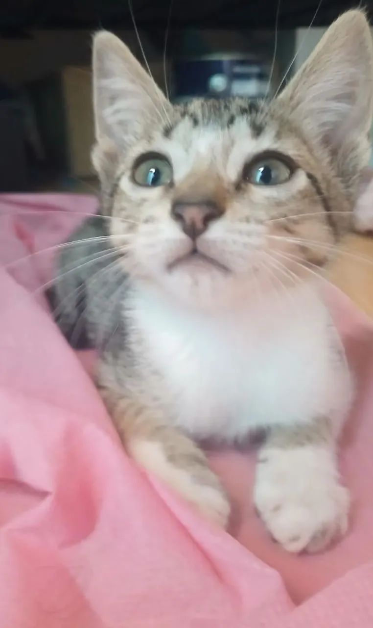 gatos para adoção 