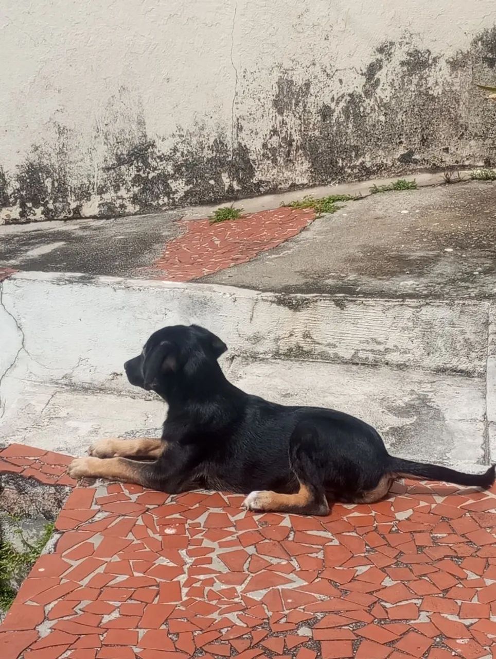 DOA-SE CACHORRO - Foto 3