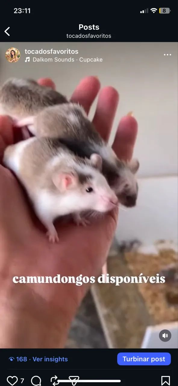 Camundongos / Topolinos - Foto 2