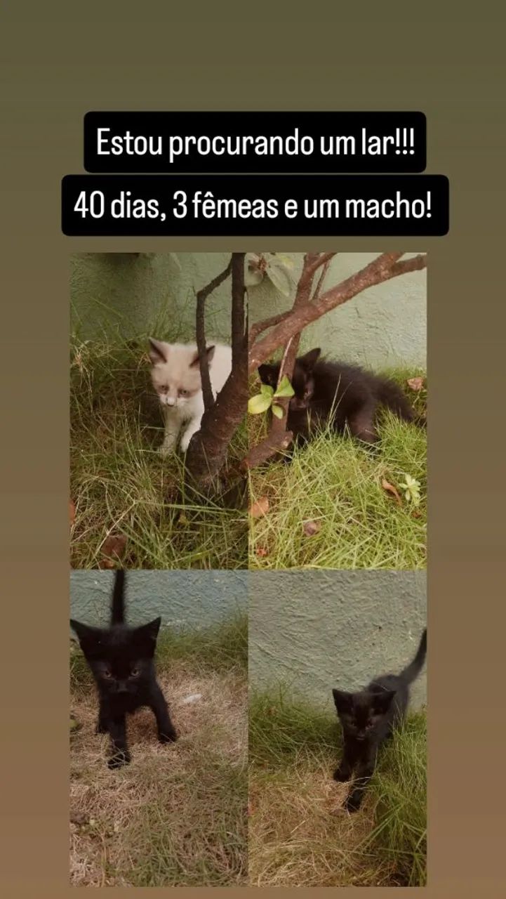 Doação  - Foto 3