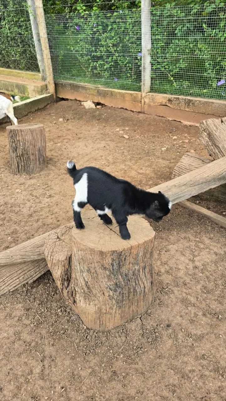 Mini animais / Mini Cabra/ Mini bode - Foto 2