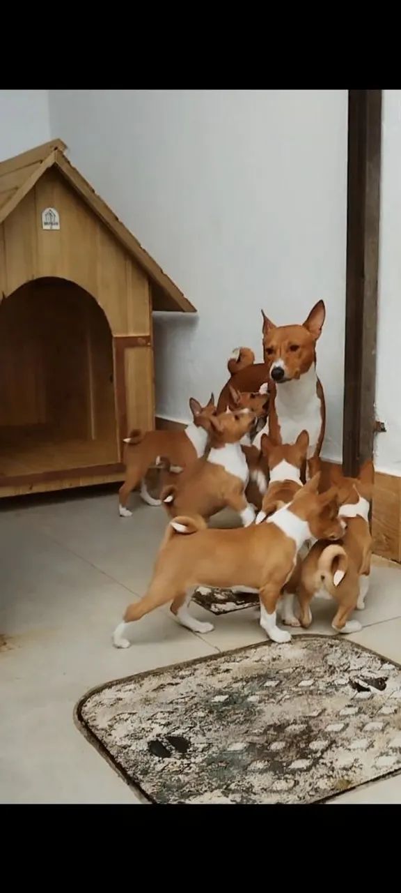 Filhotes de Basenji - Foto 3