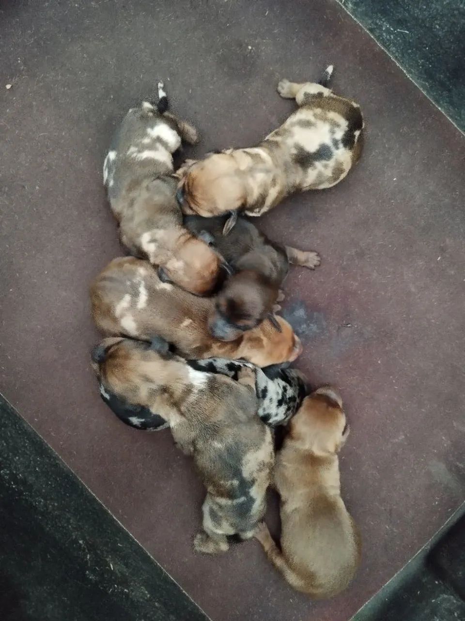 dachshund, teckel , salsicha
