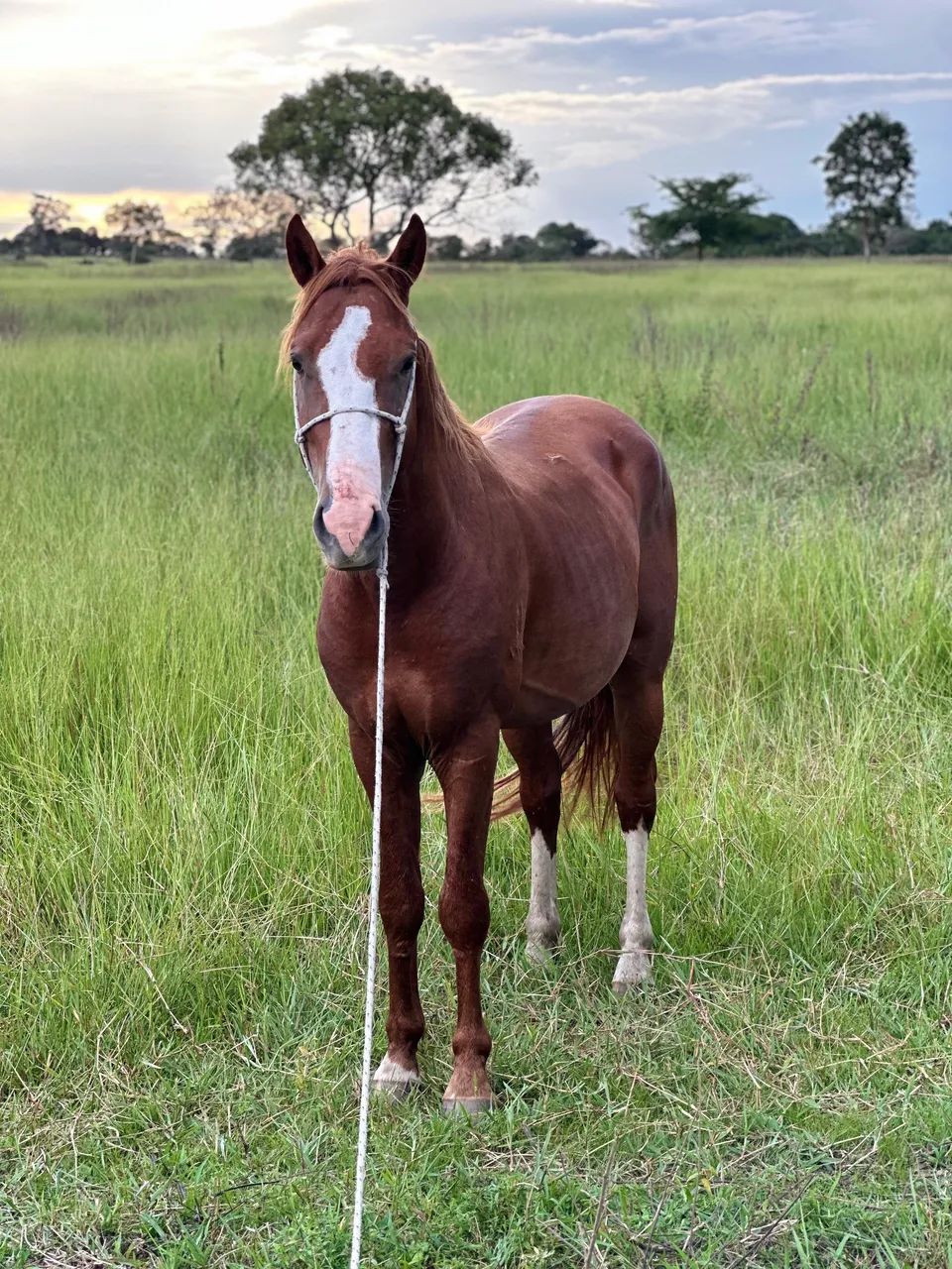 Cavalo quarto milha 