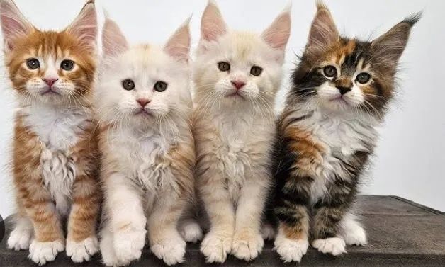 Maine coon 