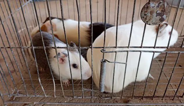 Animais estimação  - Foto 2