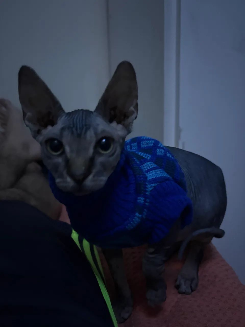 Vendo gata sphynx  - Foto 2