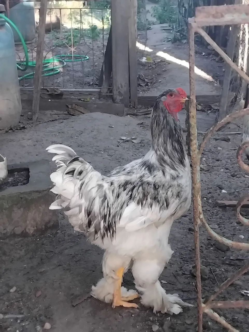 Vende-se um frango ornamental - Foto 3