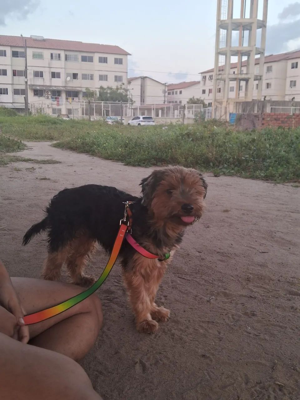 Yorkshire Terrier - Foto 5
