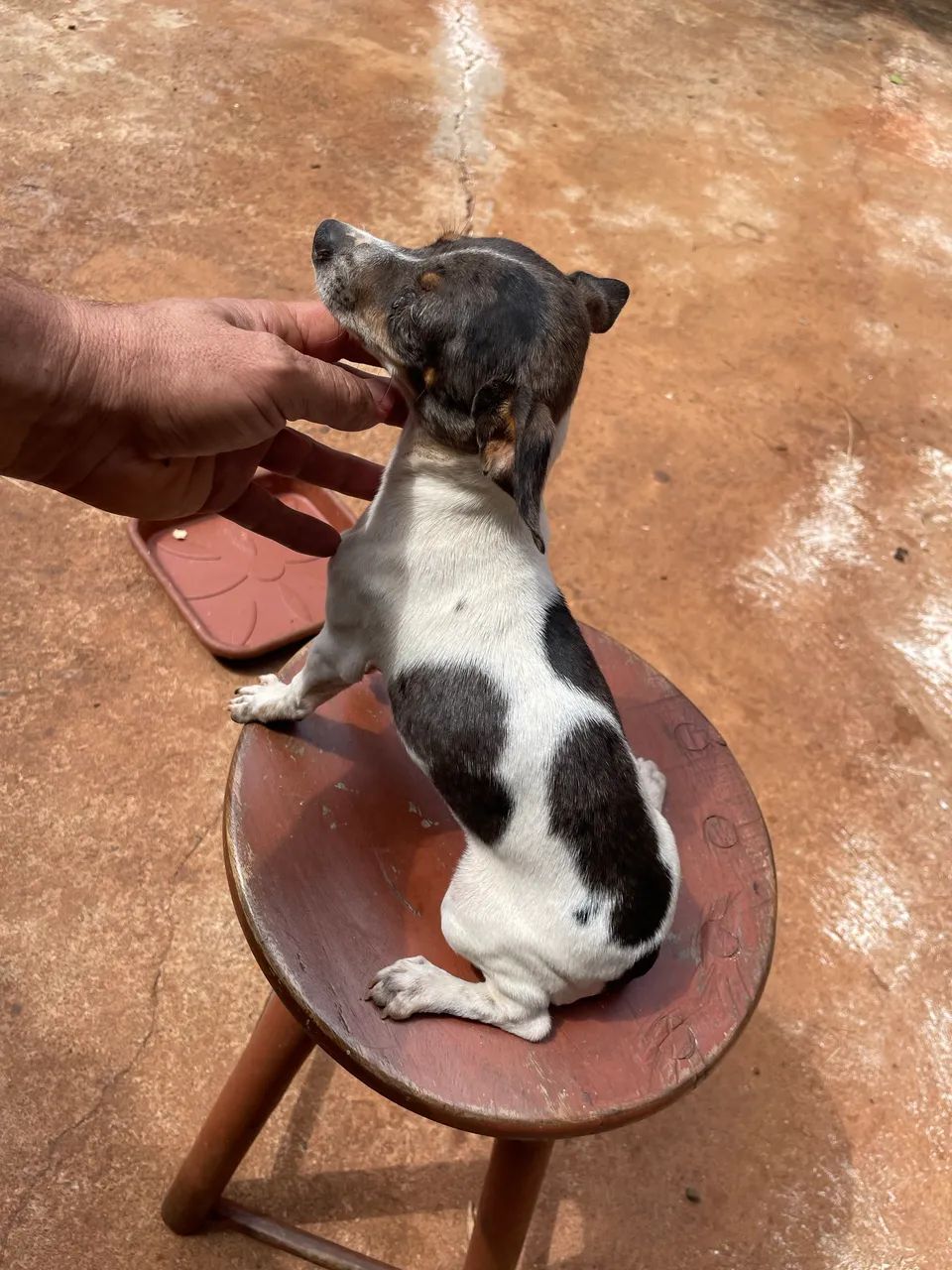 Pinscher  Avenda  - Foto 4