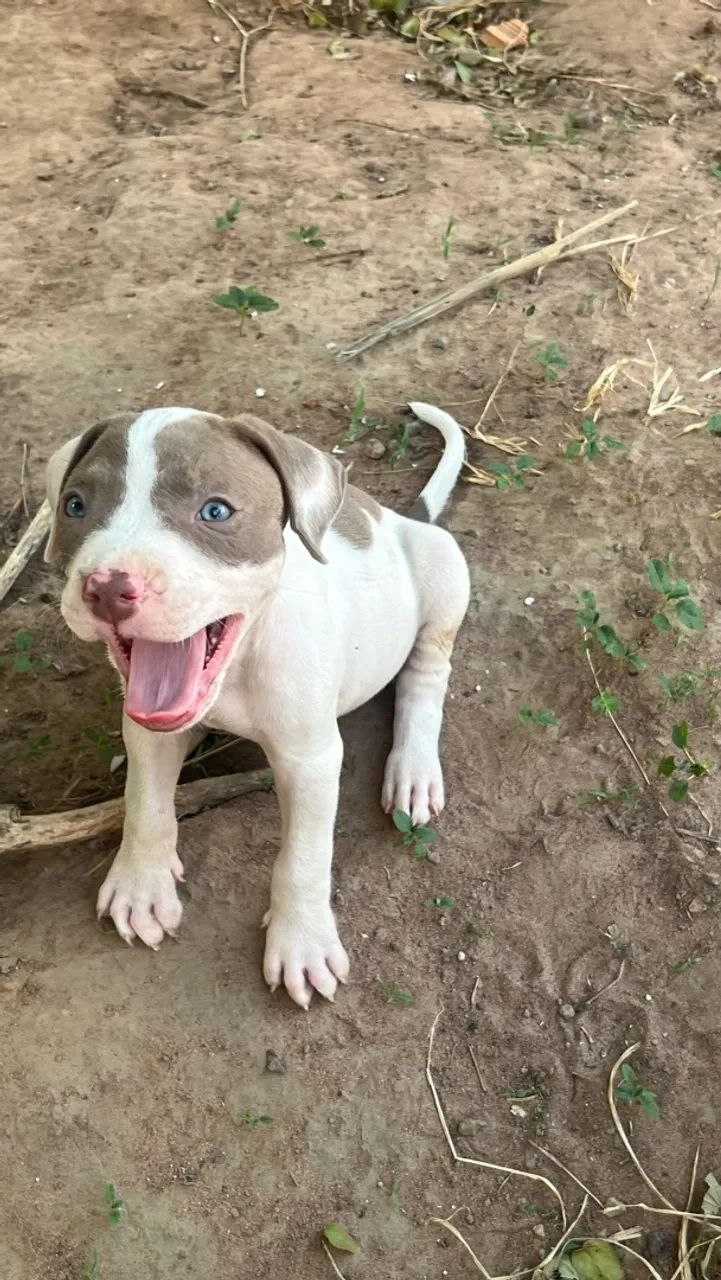 Filhotes de pitbull 