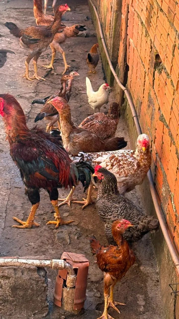 1 galo + 5 galinhas indio gigante - R$ 500,00 - Foto 6