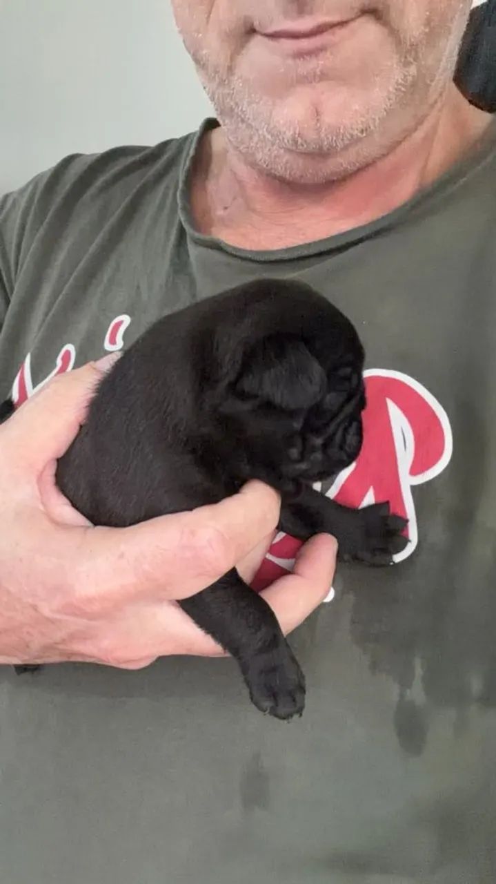 Vê do filhotes de pugs - Foto 2