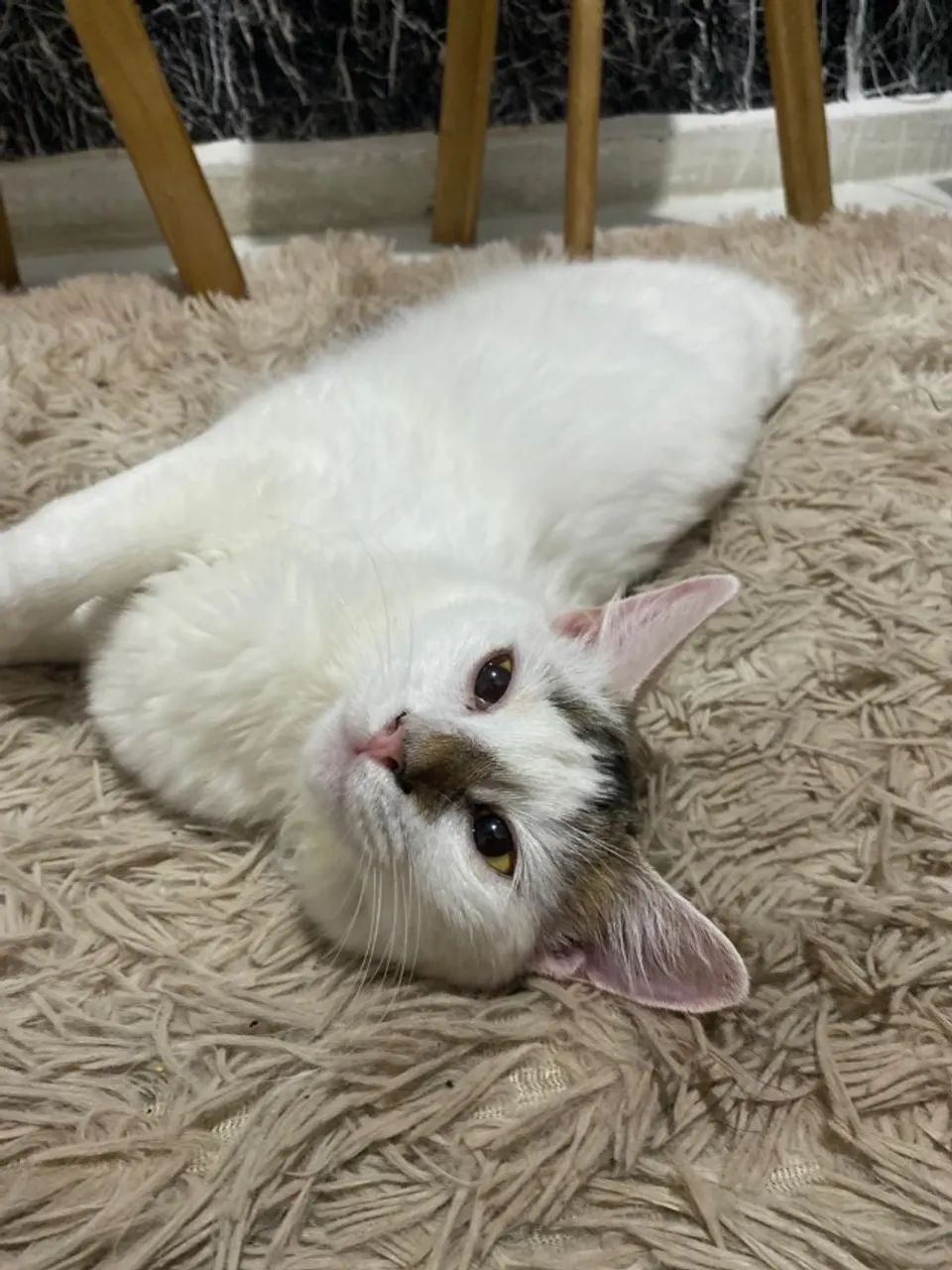 Gata castrada  - Foto 2
