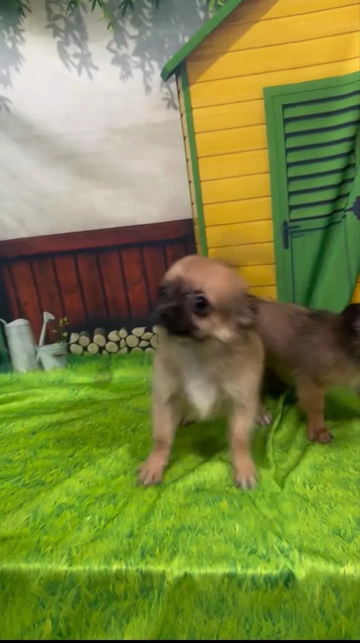 Machinho de Chihuahuas  - Foto 2