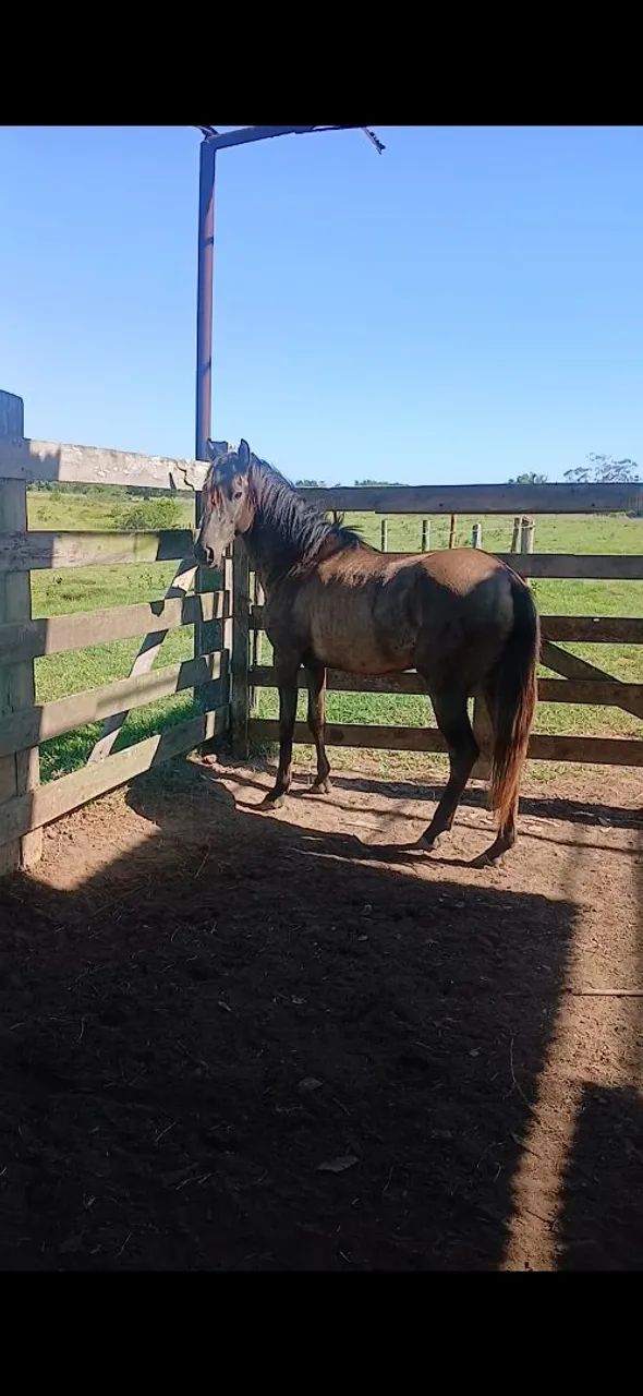 Vendo ou negocio pordo 