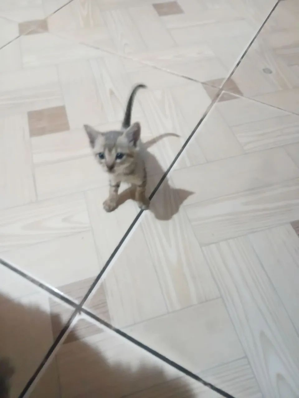 Gatinho pra adoção  - Foto 4