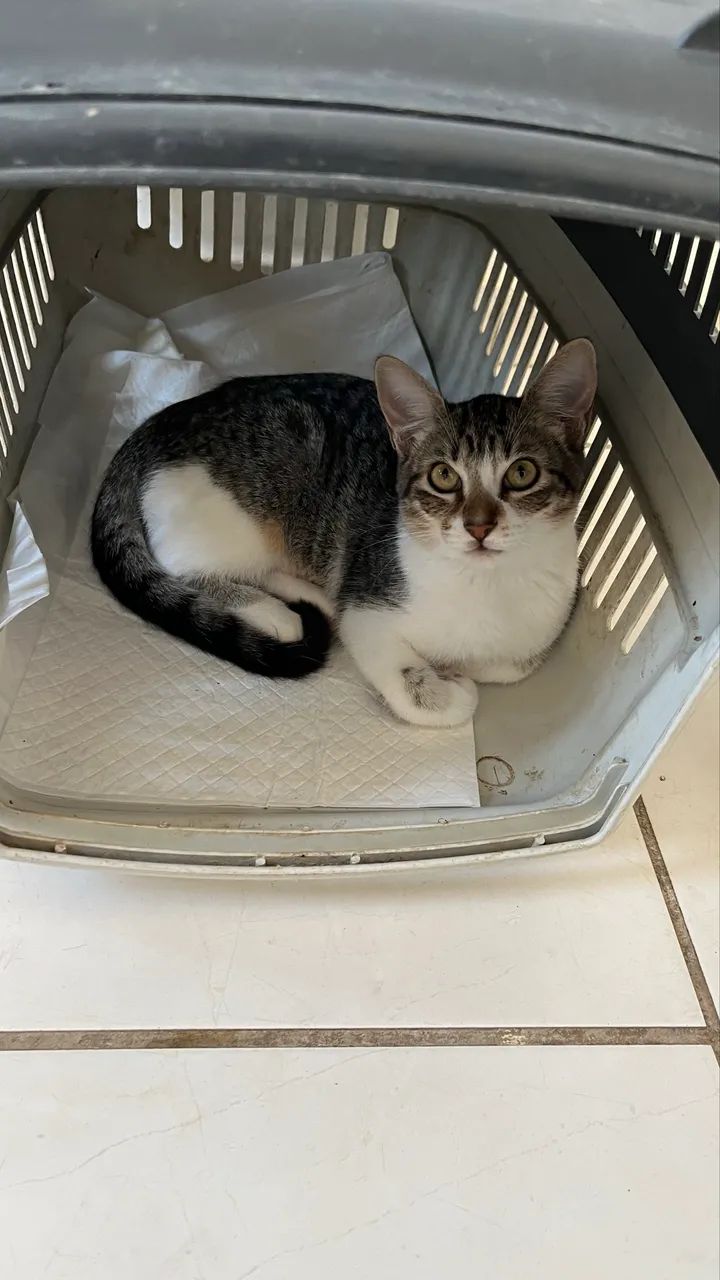 Gatinha castrada adoção  - Foto 3
