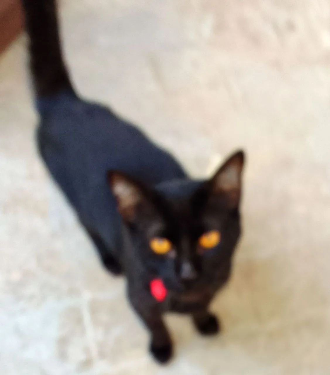 Doação gato macho chama no zap