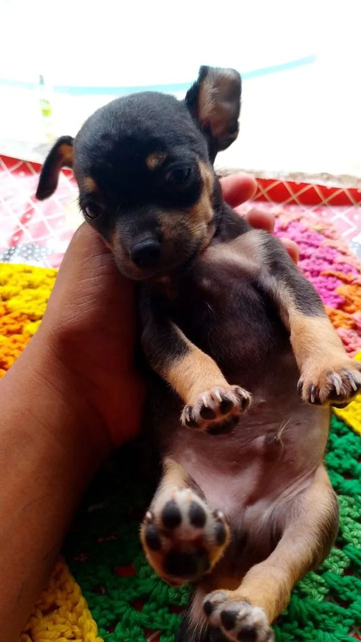 Cachorro Pinscher  - Foto 3