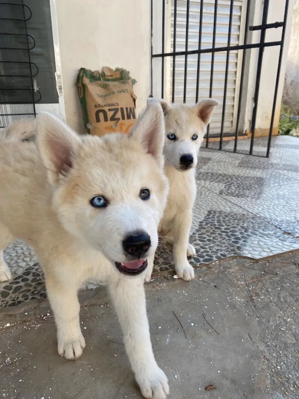 Fêmea husky