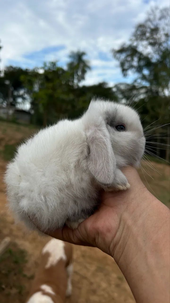 Mini coelhos  - Foto 5