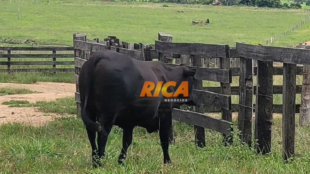 FAZENDA À VENDA NOVA MAMORÉ/RO - Foto 2