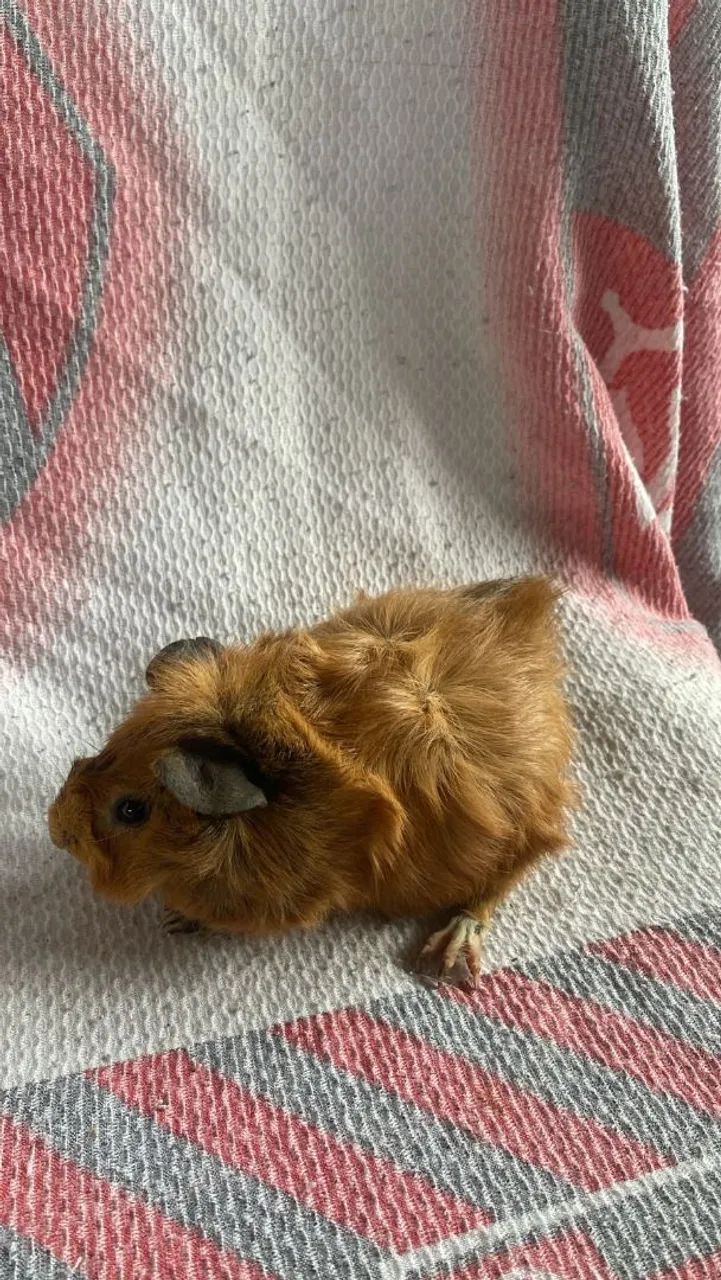 Porquinho da índia  - Foto 2