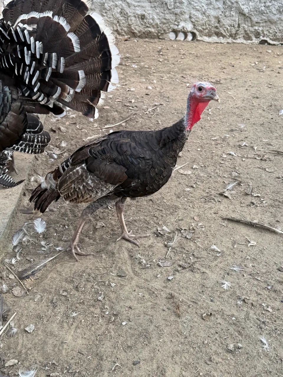 Peru Macho e Fêmea adultos  - Foto 5