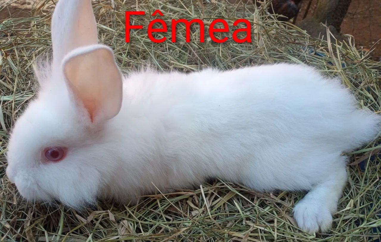 Coelhos - Foto 5