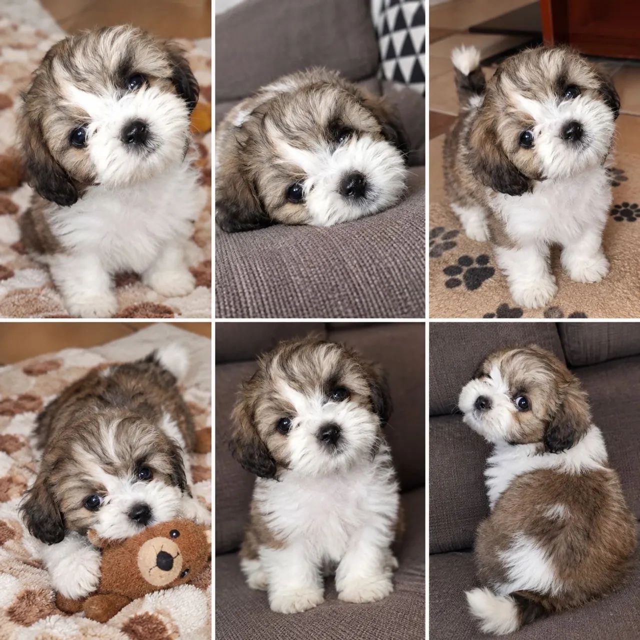 Poodle macho de apartamento 