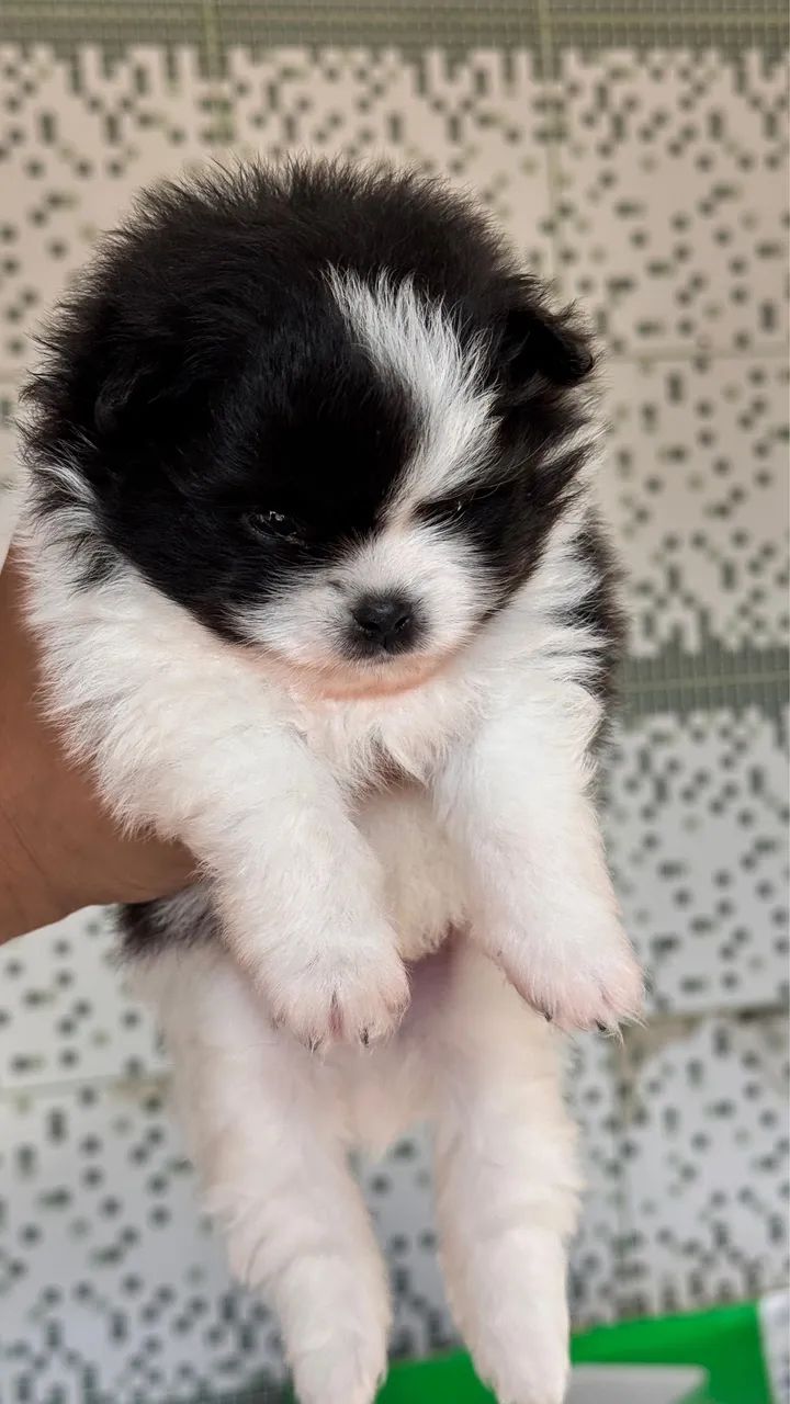 Cachorro - Foto 3